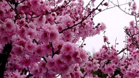 收到！作为专业的体育文章写手，我已准备好将blossom（绽放、升华）的理念注入到赛事复盘中——让战术逻辑如枝干般清晰，让赛场激情如花朵般绽放