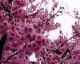 收到！作为专业的体育文章写手，我已准备好将blossom（绽放、升华）的理念注入到赛事复盘中——让战术逻辑如枝干般清晰，让赛场激情如花朵般绽放