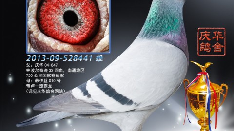 信鸽赛事速览与前沿动态