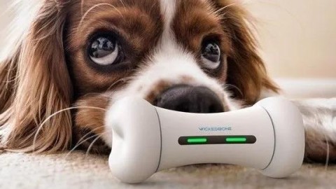 puppy宠物运动会直播，颠覆想象的毛小孩竞技盛宴