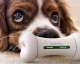 puppy宠物运动会直播，颠覆想象的毛小孩竞技盛宴