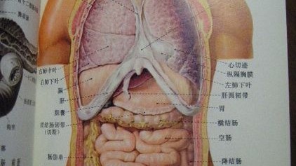 肋骨区域的疼痛，就像一场扑朔迷离的联赛战局，病因众多且互为竞争。作为你的专属体育写手，今天我们不聊赛场，而是把人体胸腔的种种隐患，拉入一场激烈的疼痛冠军排位赛中