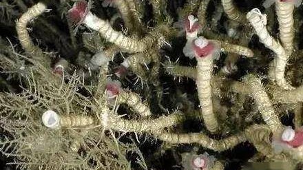 世界上唯一被认为长生不老的生物是灯塔水母（Turritopsis dohrnii）