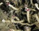 世界上唯一被认为长生不老的生物是灯塔水母（Turritopsis dohrnii）